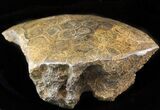 Polished Fossil Coral Head - Morocco #44932-2
